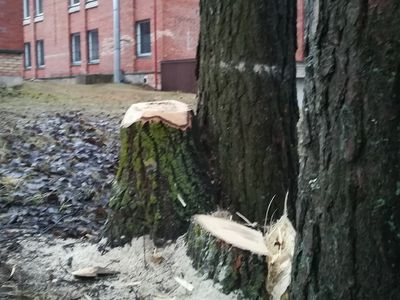Обстоятельства вырубки деревьев на пр. Тайкос остаются невыясненными - В Висагинасе