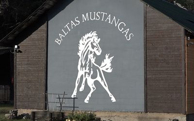 «Baltas Mustangas»: репортаж из конюшни в Висагинасе (видео) - Хобби, отдых и развлечения