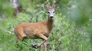 Miškų lankytojai raginami būti atsargūs medžioklės metu