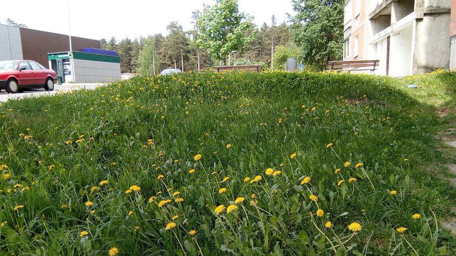 Предварительный график кошения травы - В Висагинасе