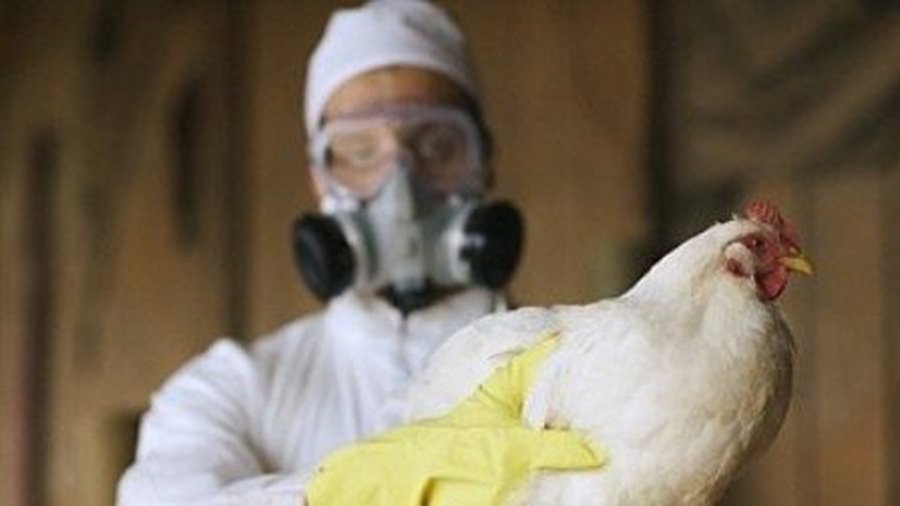 Птичий грипп шагает по Китаю: 13 из 60 заразившихся новым штаммом умерли - Наука и здоровье