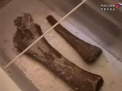 В Пензенской области найдены кости мамонта - Наука и здоровье