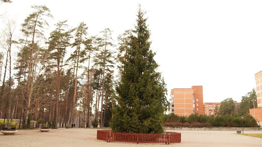 Дан старт новогодним праздникам – установлена елка - В Висагинасе