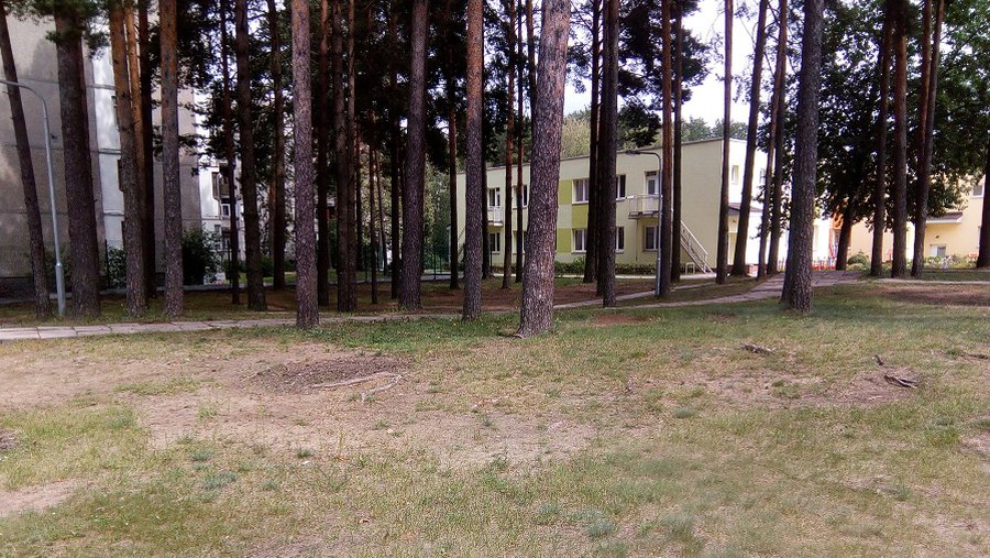 Нужен ли лес на территории детского сада? - В Висагинасе