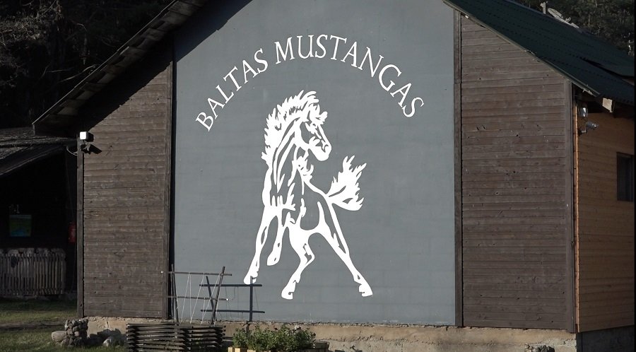 «Baltas Mustangas»: репортаж из конюшни в Висагинасе (видео) - Хобби, отдых и развлечения