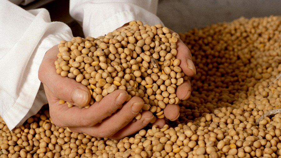 7 опасностей соевых продуктов - Наука и здоровье