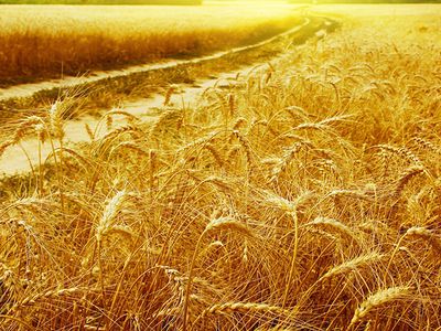 Прогноз: жара не отступит - Литва и страны Балтии